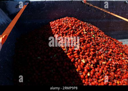 Castellon, Spanien, 29.08.2023, ein weiteres Jahr ist La Llosa offizieller Lieferant von Tomaten für die „La Tomatina“-Feierlichkeiten in Buñol, erklärte ein Festival von internationalem touristischem Interesse, bei dem sie Tausende von Kilos Tomaten in den Lagern des lokalen Unternehmens Citrimed in La Llosa verwendet werden, in Castellon (Spanien). Nur 30 Kilometer von Valencia entfernt liegt Buñol, dessen Ruhm auf einen neugierigen Brauch seiner Bewohner zurückzuführen ist: „La Tomatina, die größte Tomatenschlacht der Welt, die am letzten Mittwoch jeden August stattfindet. In diesem Jahr wurden 150 Tonnen reife Tomaten geladen Stockfoto