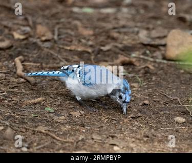 Ein Blue Jay, Cyanocitta cristata, der auf einem Trail in den Adirondack Mountains, NY USA, Samen im Schmutz sammelt Stockfoto