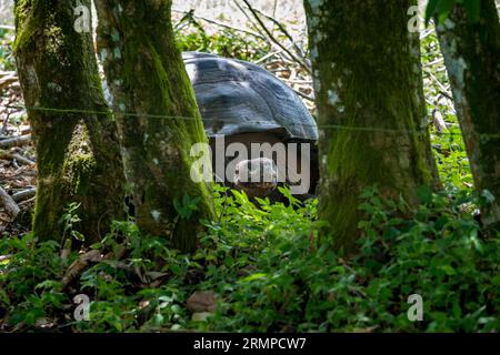 Riesenschildkröte ernährt sich von Pflanzen und durchstreift die Vegetation von Rancho Primicias auf der Insel Santa Cruz, Galapagos Inseln Stockfoto