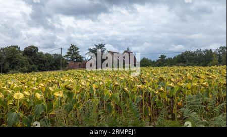 Sonnenblumen Südfrankreich Dordogne Sommer Stockfoto