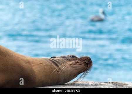 Einige Seelöwen ruhen und sonnen sich am Hauptpier am Hafen der Insel Floreana, einer der Hauptinseln Galapagos, Ecuador Stockfoto