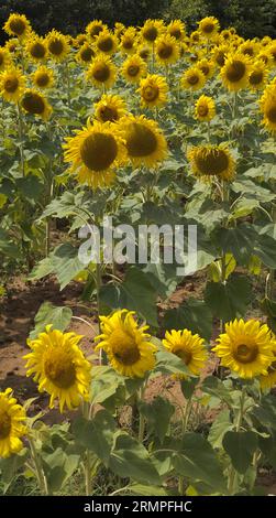 Sonnenblumen Südfrankreich Dordogne Sommer Stockfoto