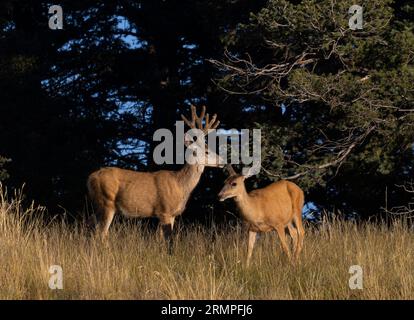 Maultierhirschherde im Colorado High Country Stockfoto