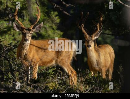 Maultierhirschherde im Colorado High Country Stockfoto