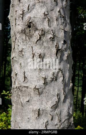 Buchenrindenkrankheit (BBD). Spargelrinde befallen mit Xylococculus betulae, Cryptococcus fagisuga, Neonectria faginata. Stockfoto