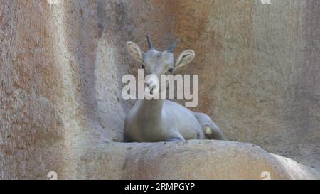 Los Angeles, Kalifornien, USA 29. August 2023 Desert Bighorn Sheep im LA Zoo am 29. August 2023 in Los Angeles, Kalifornien, USA. Foto von Barry King/Alamy Stock Photo Stockfoto