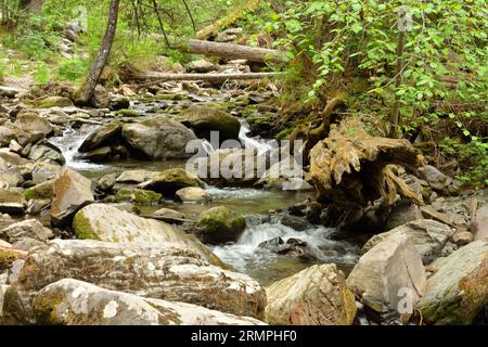 Der schnelle Fluss des Baches, der sich um Steine und umgestürzte Bäume windet, fließt von den Bergen durch den Sommerwald. Tevenek River (Dritter Ri Stockfoto