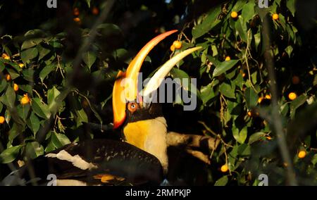 Ein großer indischer Nashornvogel sitzt auf einem Ast mit offenem Schnabel und isst eine Frucht Stockfoto