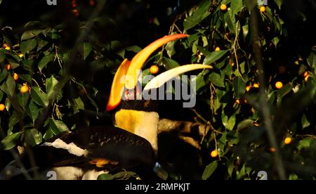 Ein großer indischer Nashornvogel sitzt auf einem Ast mit offenem Schnabel und isst eine Frucht Stockfoto