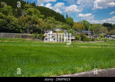 Japan, Kyushu, Bezirk Bungo Ono. Bewässerte landwirtschaftliche Felder und Häuser. Präfektur Oita. Stockfoto