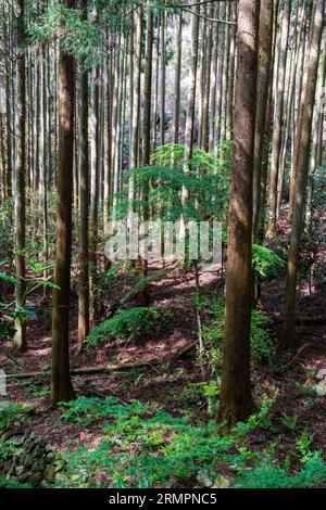 Japan, Kyushu. Wald entlang des Weges, der zu den buddhistischen Steinreliefschnitzereien Kumano Magaibutsu führt. Präfektur Oita. Stockfoto