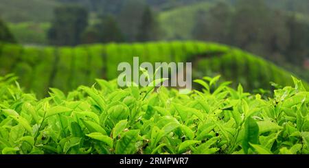 Teeplantage im cameron Highland, in Malaysia Stockfoto