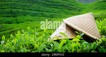 Bambushut liegt auf Tee in cameron Highlands, in Malaysia Stockfoto