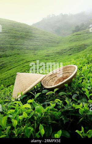 Bambushut liegt auf Tee in cameron Highlands, in Malaysia Stockfoto