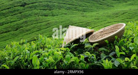 Bambushut liegt auf Tee in cameron Highlands, in Malaysia Stockfoto