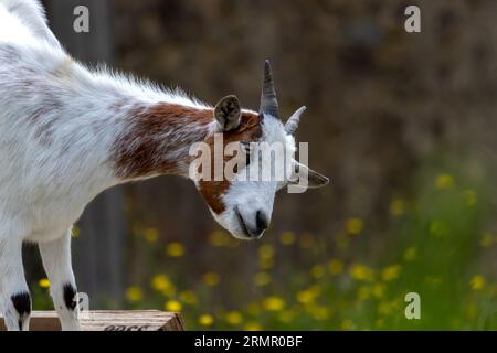 Neugierige junge Ziege, die in die Kamera schaut. Stockfoto