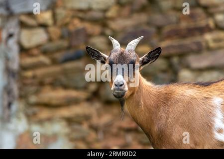 Neugierige junge Ziege, die in die Kamera schaut. Stockfoto
