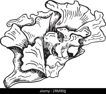 Vektor Meerespflanze Tinte Hand gezeichnete Illustration isoliert auf weißem Hintergrund. Ulva, Seesalat, hilfreiche Algen-schwarze weiße Linie. Konstruktionselement für Stock Vektor