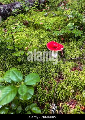 russula emetica Pilz mit roter Kappe im Nordwald auf Grasgrund. Hochwertige Fotos Stockfoto