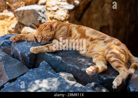 Eine Straßenkatze schläft in den Ruinen der antiken venezianischen Festung Spinalonga auf der Insel Kreta Stockfoto