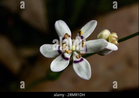 Early Nancy (Wurmbea Dioica) erfüllt seinen Namen und ist eine der ersten Wildblumen, die im Spätwinter blühen. Gefunden im Hochkins Ridge Flora Reserve. Stockfoto