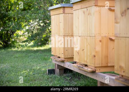 Ein Blick auf die Vorderseite mehrerer Bienenstöcke und fliegender Bienen am Auslauf. Stockfoto