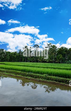 Reisfelder in Indonesien. Landwirtschaftliche Reisfelder auf der Insel Ost-Java, Indonesien. Bild des Konzepts der Ernährungssicherheit Stockfoto