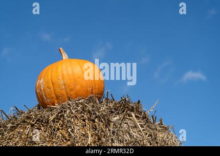Orangefarbener Kürbis auf dem Heu, Kopierraum am blauen Himmel. Herbststilleben Komposition. Bio-Gemüseanbau, Erntesaison auf Kürbispflaster. Stockfoto