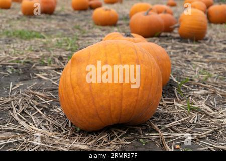 Kürbisse auf dem Heu. Biologischer Gemüseanbau, Erntezeit auf einer Kürbis-Ackerfarm. Stockfoto