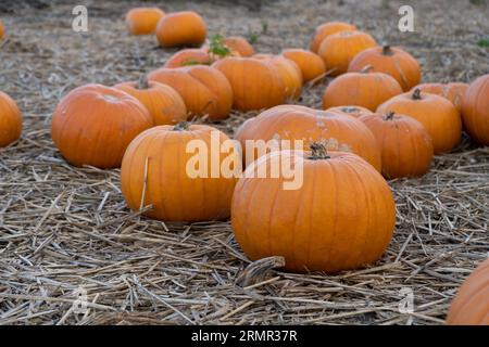 Kürbisse auf dem Heu. Biologischer Gemüseanbau, Erntezeit auf einer Kürbis-Ackerfarm. Stockfoto