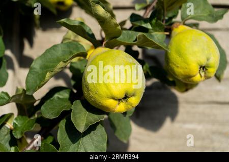 Birnenbaum mit grünen Früchten, die in einem Garten wachsen. Birnen Reifen auf einem Baum. Stockfoto