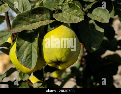 Birnenbaum mit grünen Früchten, die in einem Garten wachsen. Birnen Reifen auf einem Baum. Stockfoto