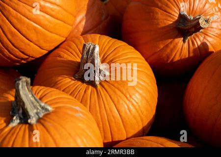 Kürbisse auf dem Bauernmarkt. Haufen von vielen orangen Kürbissen, die für Halloween oder Thanksgiving gestapelt werden. Erntesaison auf dem Kürbisfeld. Stockfoto