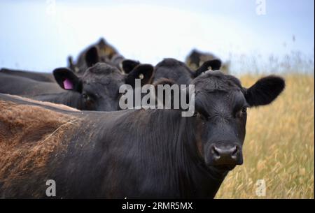 Herde von schwarzen angus-Viehtieren oder Kühen in einer Koppel aus trockenem Gras, die direkt auf die Kamera mit schwarzen Ohren, Nase und Augen schauen, sind sehr süß Stockfoto