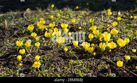 Eranthis hyemalis oder Winterakonitblüten wachsen zwischen Moos Stockfoto