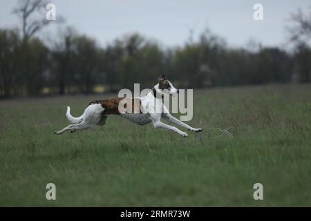 Aktive Windhunde im Freien während der Coursing-Sportwettkämpfe Stockfoto