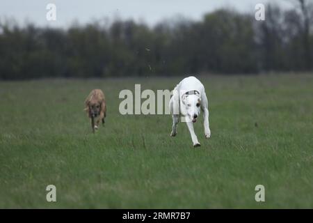 Aktive Windhunde im Freien während der Coursing-Sportwettkämpfe Stockfoto