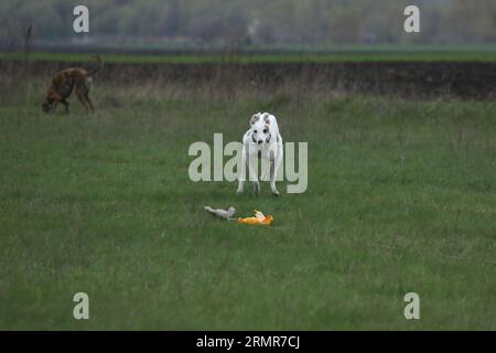 Aktive Windhunde im Freien während der Coursing-Sportwettkämpfe Stockfoto