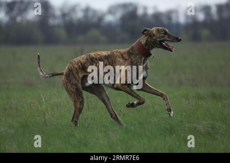 Aktive Windhunde im Freien während der Coursing-Sportwettkämpfe Stockfoto