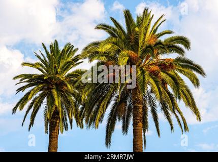 Zwei Palmenkronen von Zweigen mit Sommerhimmel im Ferienort Saint-Jean-Cap-Ferrat am Cap Ferrat an der französischen Riviera in der Nähe von Nizza in Frankreich Stockfoto