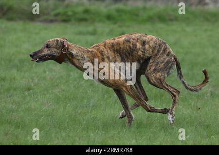 Aktive Windhunde im Freien während der Coursing-Sportwettkämpfe Stockfoto