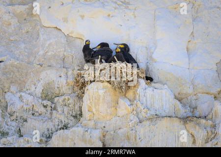 Eine Gruppe großer Kormorane ruht in ihren Nestern auf einer Klippe in der Nähe des Meeres in Nordfrankreich Stockfoto