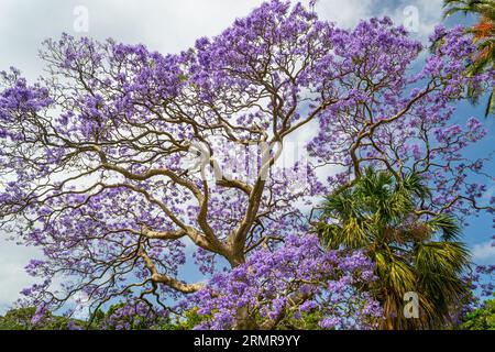 Jacaranda mimosifolia - Blue jacaranda - Baum, in den Royal Botanic Gardens in Sydney, New South Wales, Australien Stockfoto