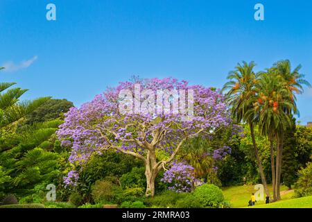 Jacaranda mimosifolia - Blue jacaranda - Baum, in den Royal Botanic Gardens in Sydney, New South Wales, Australien Stockfoto