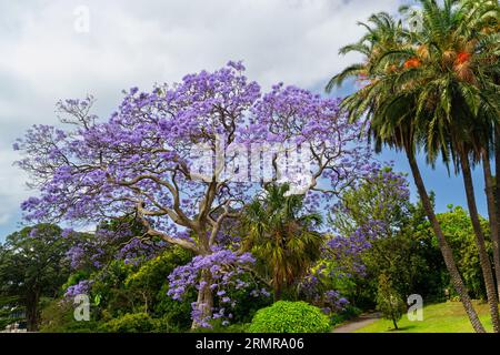 Jacaranda mimosifolia - Blue jacaranda - Baum, in den Royal Botanic Gardens in Sydney, New South Wales, Australien Stockfoto