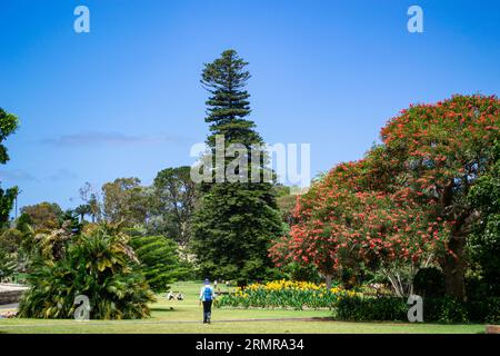 Araucaria heterophylla Baum an einem sonnigen Tag in den Royal Botanical Gardens, Sydney, NSW, Australien Stockfoto