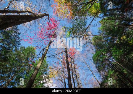 Hohe Fallbäume im Lye Brook Hollow in Manchester, VT, USA an einem sonnigen Nachmittag, mit verschiedenen Farben, die vor einem blauen Himmel fallen. Stockfoto