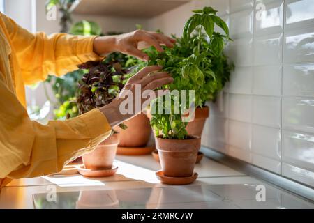 Frau nimmt Basilikumblätter von der Pflanze im Topf zu Hause für die Zubereitung von Essen, Hände nah an. Stockfoto