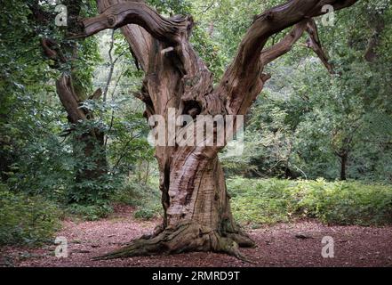 Der alte Meister des Waldes. Alte, blattlose Riesen-Eichen, die noch immer im Wald in Worcestershire, England, stehen. Stockfoto