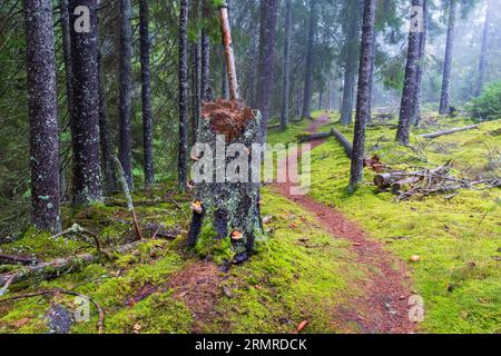 Baumstumpf an einem gewundenen Pfad im Wald Stockfoto